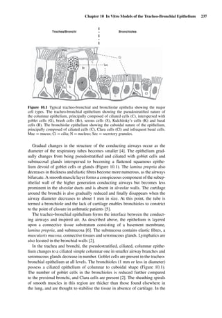 Chapter 10 In Vitro Models of the Tracheo-Bronchial Epithelium 237
Trachea/Bronchi Bronchioles
C
Br
S
N
G
C
Cl
B
Sec
Ci
K
B
Muc
Figure 10.1 Typical tracheo-bronchial and bronchiolar epithelia showing the major
cell types. The tracheo-bronchial epithelium showing the pseudostratiﬁed nature of
the columnar epithelium, principally composed of ciliated cells (C), interspersed with
goblet cells (G), brush cells (Br), serous cells (S), Kulchitsky’s cells (K) and basal
cells (B). The bronchiolar epithelium showing the cuboidal nature of the epithelium,
principally composed of ciliated cells (C), Clara cells (Cl) and infrequent basal cells.
Muc = mucus; Ci = cilia; N = nucleus; Sec = secretory granules.
Gradual changes in the structure of the conducting airways occur as the
diameter of the respiratory tubes becomes smaller [4]. The epithelium grad-
ually changes from being pseudostratiﬁed and ciliated with goblet cells and
submucosal glands interspersed to becoming a ﬂattened squamous epithe-
lium devoid of goblet cells or glands (Figure 10.1). The lamina propria also
decreases in thickness and elastic ﬁbres become more numerous, as the airways
bifurcate. A smooth muscle layer forms a conspicuous component of the subep-
ithelial wall of the higher generation conducting airways but becomes less
prominent in the alveolar ducts and is absent in alveolar walls. The cartilage
around the bronchi is also gradually reduced and ﬁnally disappears when the
airway diameter decreases to about 1 mm in size. At this point, the tube is
termed a bronchiole and the lack of cartilage enables bronchioles to constrict
to the point of closure in asthmatic patients [5].
The tracheo-bronchial epithelium forms the interface between the conduct-
ing airways and inspired air. As described above, the epithelium is layered
upon a connective tissue substratum consisting of a basement membrane,
lamina propria, and submucosa [6]. The submucosa contains elastic ﬁbres, a
muscularis mucosa, connective tissues and seromucous glands. Lymphatics are
also located in the bronchial walls [2].
In the trachea and bronchi, the pseudostratiﬁed, ciliated, columnar epithe-
lium changes to a ciliated simple columnar one in smaller airway branches and
seromucous glands decrease in number. Goblet cells are present in the tracheo-
bronchial epithelium at all levels. The bronchioles (1 mm or less in diameter)
possess a ciliated epithelium of columnar to cuboidal shape (Figure 10.1).
The number of goblet cells in the bronchioles is reduced further compared
to the proximal bronchi, and Clara cells are present [2]. The sheathing spirals
of smooth muscles in this region are thicker than those found elsewhere in
the lung, and are thought to stabilise the tissue in absence of cartilage. In the
 