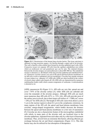 260 C. Ehrhardt et al.
A B
C D
2 µm
5 µm 1 µm
0,5 µm
er
en
ai
ct
ATI
n
ct
ATI
en
er
n
ai
ai
ctATI
ATII
n
mlb
ai
ai
mi
gc
Figure 11.1 Ultrastructure of the human lung alveolar barrier. The tissue specimen is
obtained via lung resection surgery. (A) Section through a septal wall of an alveolus.
The wall is lined by a thin cellular layer formed by alveolar epithelial type I cells (ATI).
Connective tissues (ct) separate ATI cells from the capillary endothelium (en) within
which an erythrocyte (er) and granulocyte (gc) can be seen. The minimal distance
between the alveolar airspace (ai) and erythrocyte is about 800–900 nm. The endothelial
nucleus is denoted as n. (B) Details of the lung alveolar epithelial and endothelial barri-
ers. Numerous caveolae (arrows) are seen in the apical and basal plasma membranes of
an ATI cell as well as endothelial cell (en) membranes. Caveolae may partake transport
of some solutes (e.g., albumin). (C) ATII cells (ATII) are often localised in the corners
of alveoli where septal walls branch off. (D) ATII cells are characterised by numerous
multilamellar bodies (mlb) which contain components of surfactant. A mitochondrion
is denoted as mi.
[ATII], pneumocyte II) (Figure 11.1). ATI cells are very ﬂat, spread out and
cover >93% of the alveolar surface [3], while ATII cells are cuboidal and
cover the remainder of the alveolar airspace. Although ATII cells are much
more numerous than ATI cells (67% vs. 33%; [4]), ATI cells provide most of
the surface area in alveoli, due to their larger cell surface of ∼7,000 µm2 versus
∼250 µm2 for ATII cells [2]. The height of ATI cells varies from about 2 µm to
3 µm in the nuclear region to about 0.2 µm in the cytoplasmic extensions. In
many regions of the ATI cell, the apical and basal plasma membranes form
caveolae, omega-shaped invaginations, which further decrease the distance
between the apical and basal plasma membranes to a few tens of nanometres
[5]. Caveolae are also a characteristic feature of the microcapillary endothelial
cells which, in many parts of the alveolar wall, are localised close to the
alveolar epithelium, separated from each other only by a thin layer of basement
membrane. Thus, alveoli form an extremely thin barrier, allowing efﬁcient gas
exchange between the air and blood compartments (Figure 11.1). This thin
barrier may also be utilised for fast absorption of therapeutics.
 