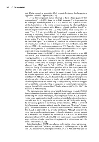 262 C. Ehrhardt et al.
and Maclura pomifera agglutinin, Helix pomatia lectin and Sambucus nigra
agglutinin (for the ATII phenotype) [21].
T1α was the ﬁrst protein marker observed to have a high speciﬁcity for
mammalian ATI cells [22]. Based on its DNA sequence, T1α is projected to
be an integral membrane protein of ∼18 kDa which is also expressed in cells
of the choroid plexus of the central nervous system and the ciliary epithelium
of the eye in both foetuses and adults. However, physiological function of T1α
remains largely unknown to date [23]. Very recently, mice lacking the T1α
gene [T1α (–/–)] were reported to fail formation of expanded alveolar sacs,
resulting in respiratory failure at birth [24]. It might be of interest to note that
an attempt to generate antibodies recognising homologous structures in human
tissue against T1α has not been successful (personal communication with
Dr. Michael Kasper). The expression of caveolin-1, the main structural protein
of caveolae, has also been used to distinguish ATI from ATII cells, since ATI
(but not ATII) cells contain numerous caveolae [25]. Caveolin-1, however, has
only a limited potential as a differentiation marker in the alveolus, as it is highly
expressed in lung microcapillary endothelial cells as well [26].
Furthermore, aquaporin-5 (AQP-5) has received some attention as an ATI
cell marker. Of all mammalian cells studied to date, ATI cells reveal the highest
water permeability in in vitro isolated cell studies [27], perhaps reﬂecting the
expression of various water channels in alveolar epithelium, such as AQP-5,
in addition to the active ion transport proteins, including epithelial sodium
channels (e.g., ENaC) and Na +/K +-ATPase [28]. AQP-5 belongs to the
aquaporin family of transmembrane proteins, which form water permeable
channels and is also expressed in several other tissues (e.g., salivary and
lacrimal glands, cornea and parts of the upper airway). In the human and
rat alveolar epithelium, AQP-5 is localised speciﬁcally in the apical plasma
membrane of ATI cells [29, 30]. Recent studies also indicate the expression
of other members of the aquaporin family, such as AQP-3 and AQP-4, in the
alveolar epithelium of the human lung. Although initially attributed to upper
airway epithelia, immunolabelling of aquaporins in human lung tissue sections
suggest that AQP-3 is expressed in ATII cells, whereas AQP-4, like AQP-5, is
localised in ATI cells [31].
The transmembrane receptor for advanced glycation end products (RAGE)
is a member of the immunoglobulin superfamily and highly expressed not only
in the lung but also in other organs, including blood vessels. RAGE interacts
with a broad spectrum of molecules, such as advanced glycation end products,
amyloid beta ﬁbrils, amphoterin and members of S100/calgranulin family,
by recognising pattern of the tertiary protein structure. RAGE is involved
in inﬂammatory processes, diabetic vascular disease and Alzheimer’s disease
[32]. Different reports from in situ studies as well as in vitro data have shown
that RAGE is expressed in the alveolar epithelium. Although initial reports
were controversial regarding the exact cellular localisation, a growing amount
of experimental data supports the localisation of RAGE to the basolateral
plasma membrane of ATI cells [33, 34]. Very recent studies suggest that RAGE
expressed in the alveolar epithelium might play a role in inﬂammation and cell–
matrix interactions [30, 35].
In the healthy lung, ICAM-1, an adhesion molecule that is involved in migra-
tion and activation of T-cells and macrophages, is highly expressed in the ATI
cell [36]. In comparison, the expression of ICAM-1 in ATII and other cells in
 