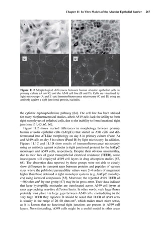 Chapter 11 In Vitro Models of the Alveolar Epithelial Barrier 267
A
C
B
D
Figure 11.2 Morphological differences between human alveolar epithelial cells in
primary culture (A and C) and the A549 cell line (B and D). Cells are visualised by
light microscopy (A and B) and immunoﬂuorescence microscopy (C and D) using an
antibody against a tight junctional protein, occludin.
the cytidine diphosphocholine pathway [64]. The cell line has been utilised
for many biopharmaceutical studies, albeit A549 cells lack the ability to form
tight monolayers of polarised cells, due to the inability to form functional tight
junctions [61, 63, 65, 66].
Figure 11.2 shows marked differences in morphology between primary
human alveolar epithelial cells (hAEpCs) that started as ATII cells and dif-
ferentiated into ATI-like morphology on day 8 in primary culture (Panel A)
and A549 cells on day 5 in culture (Panel B) by light microscopy. In addition,
Figures 11.1C and 11.1D show results of immunoﬂuorescence microscopy
using an antibody against occludin (a tight junctional protein) for the hAEpC
monolayer and A549 cells, respectively. Despite their obvious unsuitability,
due to their lack of good transepithelial electrical resistance (TEER), some
investigators still employed A549 cell layers in drug absorption studies [67,
68]. The absorption data reported by these groups were not able to clearly
show differences in transport rates between proteins and peptides of various
sizes where the published permeability values were 2–4 orders of magnitude
higher than those obtained in tight monolayer systems (e.g., hAEpC monolay-
ers) using identical compounds [63]. Moreover, the reported A549 TEER of
∼600 ohm·cm2 by one group [67] may be in gross error. Their data indicate
that large hydrophilic molecules are translocated across A549 cell layers at
rates approaching near-free diffusion limits. In other words, such large ﬂuxes
probably took place via large gaps between A549 cells, contradicting to the
very large TEER they reported. It should be noted that TEER of A549 cells
is usually in the range of 20–60 ohm·cm2, which makes much more sense,
as it is known that no functional tight junctions are present in A549 cell
layers. Notwithstanding, A549 cells might be a useful model in other areas
 