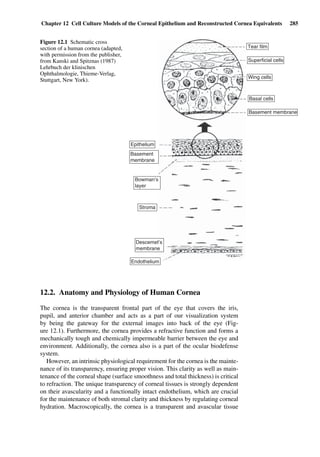 Chapter 12 Cell Culture Models of the Corneal Epithelium and Reconstructed Cornea Equivalents 285
Tear film
Superficial cells
Wing cells
Basal cells
Basement membrane
Epithelium
Basement
membrane
Bowman’s
layer
Stroma
Descemet’s
membrane
Endothelium
Figure 12.1 Schematic cross
section of a human cornea (adapted,
with permission from the publisher,
from Kanski and Spitznas (1987)
Lehrbuch der klinischen
Ophthalmologie, Thieme-Verlag,
Stuttgart, New York).
12.2. Anatomy and Physiology of Human Cornea
The cornea is the transparent frontal part of the eye that covers the iris,
pupil, and anterior chamber and acts as a part of our visualization system
by being the gateway for the external images into back of the eye (Fig-
ure 12.1). Furthermore, the cornea provides a refractive function and forms a
mechanically tough and chemically impermeable barrier between the eye and
environment. Additionally, the cornea also is a part of the ocular biodefense
system.
However, an intrinsic physiological requirement for the cornea is the mainte-
nance of its transparency, ensuring proper vision. This clarity as well as main-
tenance of the corneal shape (surface smoothness and total thickness) is critical
to refraction. The unique transparency of corneal tissues is strongly dependent
on their avascularity and a functionally intact endothelium, which are crucial
for the maintenance of both stromal clarity and thickness by regulating corneal
hydration. Macroscopically, the cornea is a transparent and avascular tissue
 