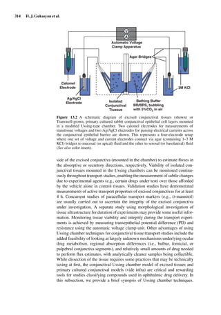 314 H. J. Gukasyan et al.
V
Automatic Voltage
Clamp Apparatus
A
Agar Bridges
Calomel
Electrode
Ag/AgCl
Electrode Isolated
Conjunctival
Tiussue
Bathing Buffer
BR/BRS, bubbling
with 5%CO2 in air
3M KCl
Figure 13.2 A schematic diagram of excised conjunctival tissues (shown) or
Transwell-grown, primary cultured rabbit conjunctival epithelial cell layers mounted
in a modiﬁed Ussing-type chamber. Two calomel electrodes for measurements of
transtissue voltages and two Ag/AgCl electrodes for passing electrical currents across
the conjunctival epithelial barrier are shown. This represents a four-electrode setup
where one set of voltage and current electrodes connect via agar (containing 1–3 M
KCl) bridges to mucosal (or apical) ﬂuid and the other to serosal (or basolateral) ﬂuid
(See also color insert).
side of the excised conjunctiva (mounted in the chamber) to estimate ﬂuxes in
the absorptive or secretory directions, respectively. Viability of isolated con-
junctival tissues mounted in the Ussing chambers can be monitored continu-
ously throughout transport studies, enabling the measurement of subtle changes
due to experimental agents (e.g., certain drugs under test) over those afforded
by the vehicle alone in control tissues. Validation studies have demonstrated
measurements of active transport properties of excised conjunctivas for at least
4 h. Concurrent studies of paracellular transport markers (e.g., D-mannitol)
are usually carried out to ascertain the integrity of the excised conjunctiva
under investigation. A separate study using morphological investigation of
tissue ultrastructure for duration of experiments may provide some useful infor-
mation. Monitoring tissue viability and integrity during the transport experi-
ments is achieved by measuring transepithelial potential difference (PD) and
resistance using the automatic voltage clamp unit. Other advantages of using
Ussing chamber techniques for conjunctival tissue transport studies include the
added feasibility of looking at largely unknown mechanisms underlying ocular
drug metabolism, regional absorption differences (i.e., bulbar, fornicial, or
palpebral conjunctiva segments), and relatively small amounts of drug needed
to perform ﬂux estimates, with analytically cleaner samples being collectible.
While dissection of the tissue requires some practices that may be technically
taxing at ﬁrst, the conjunctival Ussing chamber model of excised tissues and
primary cultured conjunctival models (vide infra) are critical and rewarding
tools for studies classifying compounds used in ophthalmic drug delivery. In
this subsection, we provide a brief synopsis of Ussing chamber techniques.
 