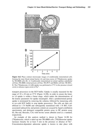 Chapter 14 Inner Blood–Retinal Barrier: Transport Biology and Methodology 325
Figure 14.2 Phase contrast microscopic images of conditionally immortalized cells
forming the inner blood–retinal barrier (A) and time-course of [3H]adenosine uptake
by TR-iBRB cells (B). A: Conditionally immortalized rat retinal capillary endothelial
cell line; TR-iBRB, retinal pericyte cell line; TR-rPCT and Müller cell line; TR-MUL.
B: The [3H]adenosine (14 nM) uptake was performed at 37◦C in the presence (closed
circle) or absence (open circle) of Na+.
transport process(es) in the ECF buffer. Uptake is usually measured for the
range of 10 s–10 min at 37◦C (Figure 14.2B), in order to ensure the kinet-
ics of uptake is within a linear range, which makes the determinations of
the kinetic parameters for uptake meaningful. After a predetermined period,
uptake is terminated by removing the solution, followed by immersing cells
in ice–cold ECF buffer to stop uptake process(es). The cells are then sol-
ubilized in 1 N NaOH and subsequently neutralized with 1 N HCl. Cell-
associated radioactivity and protein content are assayed by liquid scintillation
spectrometry and detergent compatible protein assay (a DC protein assay
kit, Bio-rad, Hercules, CA) with bovine serum albumin used as a standard,
respectively.
An example of this analysis method is shown in Figure 14.2B for
[3H]adenosine, which is taken up into TR-iBRB cells. [3H]Adenosine uptake
increases linearly for at least 5 min in the presence or absence of Na+.
Concentration-dependent adenosine uptake is known to take place with
 