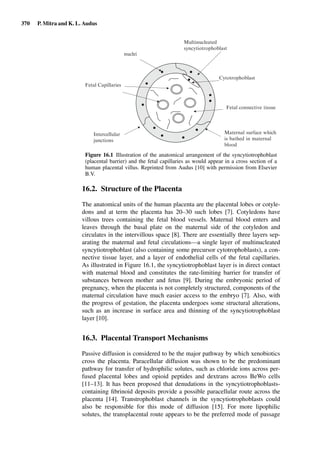 Drug Absorption Studies  2008