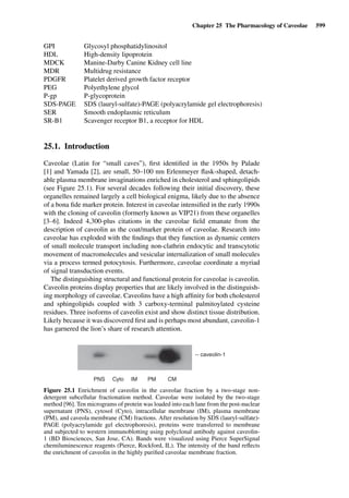 Drug Absorption Studies  2008