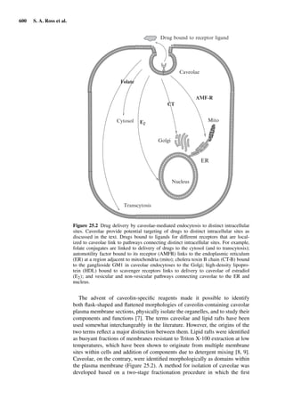 Drug Absorption Studies  2008