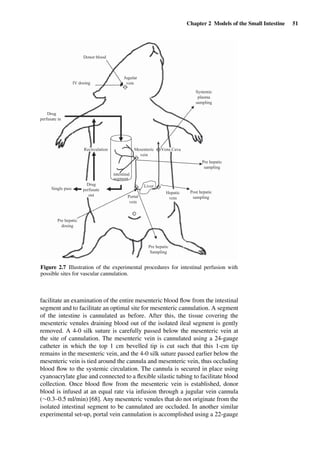 Chapter 2 Models of the Small Intestine 51
Drug
perfusate in
Drug
perfusate
out
Vena Cava
Hepatic
veinPortal
vein
Mesenteric
vein
Jugular
vein
Donor blood
IV dosing
Systemic
plasma
sampling
Post hepatic
sampling
Pre hepatic
dosing
Pre hepatic
Sampling
Pre hepatic
sampling
Recirculation
Single pass
intestinal
segment
Liver
Figure 2.7 Illustration of the experimental procedures for intestinal perfusion with
possible sites for vascular cannulation.
facilitate an examination of the entire mesenteric blood ﬂow from the intestinal
segment and to facilitate an optimal site for mesenteric cannulation. A segment
of the intestine is cannulated as before. After this, the tissue covering the
mesenteric venules draining blood out of the isolated ileal segment is gently
removed. A 4-0 silk suture is carefully passed below the mesenteric vein at
the site of cannulation. The mesenteric vein is cannulated using a 24-gauge
catheter in which the top 1 cm bevelled tip is cut such that this 1-cm tip
remains in the mesenteric vein, and the 4-0 silk suture passed earlier below the
mesenteric vein is tied around the cannula and mesenteric vein, thus occluding
blood ﬂow to the systemic circulation. The cannula is secured in place using
cyanoacrylate glue and connected to a ﬂexible silastic tubing to facilitate blood
collection. Once blood ﬂow from the mesenteric vein is established, donor
blood is infused at an equal rate via infusion through a jugular vein cannula
(∼0.3–0.5 ml/min) [68]. Any mesenteric venules that do not originate from the
isolated intestinal segment to be cannulated are occluded. In another similar
experimental set-up, portal vein cannulation is accomplished using a 22-gauge
 