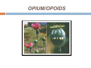 OPIUM/OPOIDS
 