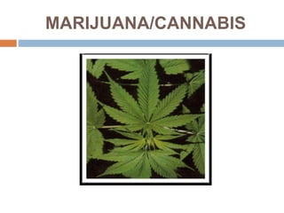 MARIJUANA/CANNABIS
 