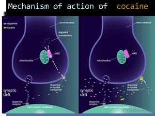 Mechanism of action of cocaine
 