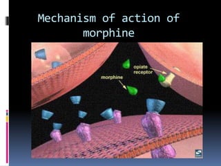 Mechanism of action of
morphine
 