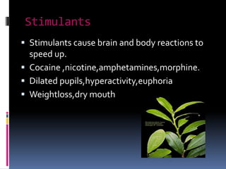 Stimulants
 Stimulants cause brain and body reactions to
speed up.
 Cocaine ,nicotine,amphetamines,morphine.
 Dilated pupils,hyperactivity,euphoria
 Weightloss,dry mouth
 