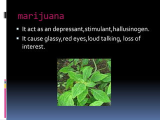 marijuana
 It act as an depressant,stimulant,hallusinogen.
 It cause glassy,red eyes,loud talking, loss of
interest.
 