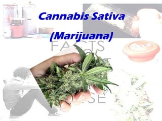 Cannabis Sativa
(Marijuana)
 