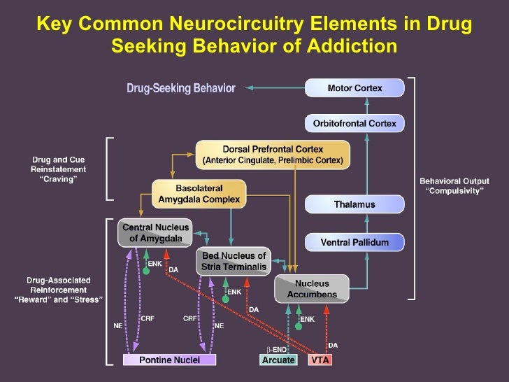 Drug Addiction Pharmainfo