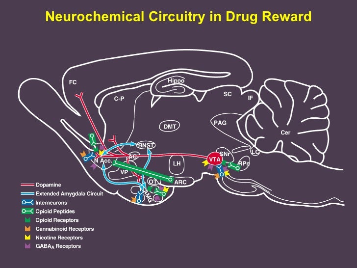Drug Addiction Pharmainfo transition state diagram 