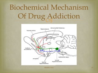 Biochemical Mechanism 
Of Drug Addiction 
 
Mohsin Aziz 12 
 