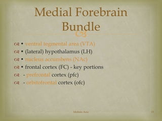 Medial Forebrain 
Bundle 
 
 • ventral tegmental area (VTA) 
 • (lateral) hypothalamus (LH) 
 • nucleus accumbens (NAc) 
 • frontal cortex (FC) - key portions 
 - prefrontal cortex (pfc) 
 - orbitofrontal cortex (ofc) 
Mohsin Aziz 15 
 