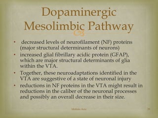Dopaminergic 
Mesolimbic Pathway 
 
• decreased levels of neurofilament (NF) proteins 
(major structural determinants of neurons) 
• increased glial fibrillary acidic protein (GFAP), 
which are major structural determinants of glia 
within the VTA. 
• Together, these neuroadaptations identified in the 
VTA are suggestive of a state of neuronal injury 
• reductions in NF proteins in the VTA might result in 
reductions in the caliber of the neuronal processes 
and possibly an overall decrease in their size. 
Mohsin Aziz 29 
 