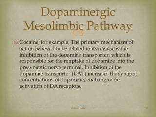 Dopaminergic 
Mesolimbic Pathway 
 
 Cocaine, for example, The primary mechanism of 
action believed to be related to it...