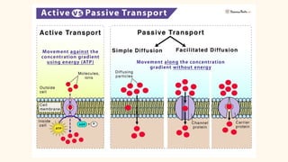 Drug Chemistry, Absorption and Distribution | PPTX