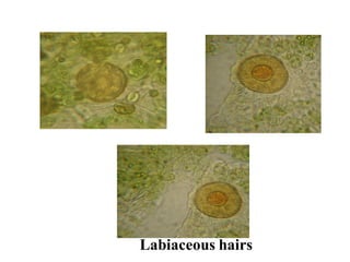 Labiaceous hairs
 