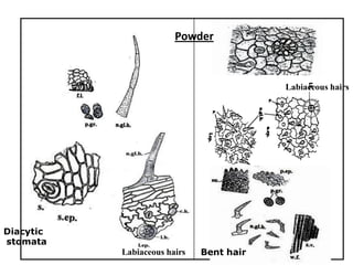 Powder
Diacytic
stomata
Labiaceous hairs
Labiaceous hairs
Bent hair
 