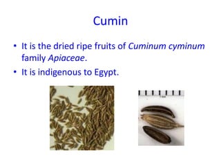 Cumin
• It is the dried ripe fruits of Cuminum cyminum
family Apiaceae.
• It is indigenous to Egypt.
 