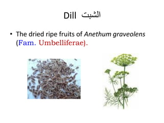Dill ‫الشبت‬
• The dried ripe fruits of Anethum graveolens
(Fam. Umbelliferae).
 