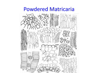 Powdered Matricaria
 