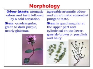 agreeable aromatic odour
and an aromatic somewhat
pungent taste.
Stem is quadrangular at
the upper part and
cylindrical on the lower,
grayish-brown or purplish
and hairy.
Odour &taste: aromatic
odour and taste followed
by a cold sensation
Stem: quadrangular,
green to dark purple,
nearly glabrous.
Morphology
 