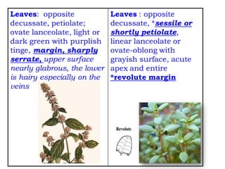 Leaves : opposite
decussate, *sessile or
shortly petiolate,
linear lanceolate or
ovate-oblong with
grayish surface, acute
apex and entire
*revolute margin
Leaves: opposite
decussate, petiolate;
ovate lanceolate, light or
dark green with purplish
tinge, margin, sharply
serrate, upper surface
nearly glabrous, the lower
is hairy especially on the
veins
 