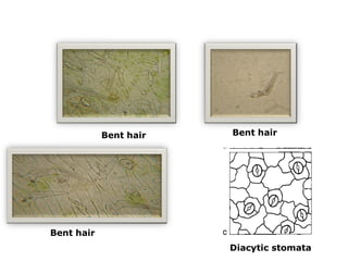 Bent hair
Bent hair
Bent hair
Diacytic stomata
 