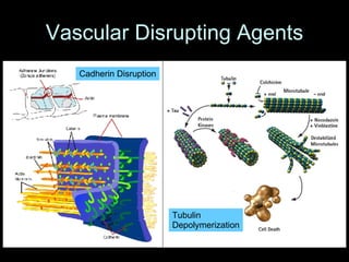 Vascular Disrupting Agents Cadherin Disruption Tubulin Depolymerization 