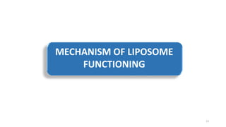 MECHANISM OF LIPOSOME
FUNCTIONING
13
 
