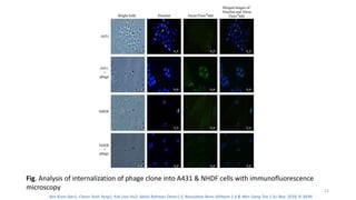 Fig. Analysis of internalization of phage clone into A431 & NHDF cells with immunofluorescence
microscopy 21
Bee Koon Gan1, Chean Yeah Yong1, Kok Lian Ho2, Abdul Rahman Omar1,3, Noorjahan Banu Alitheen 1,4 & Wen Siang Tan 1 Sci Rep. 2018; 8: 8499
 