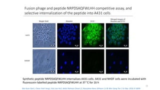 Fusion phage and peptide NRPDSAQFWLHH competitive assay, and
selective internalization of the peptide into A431 cells
Synthetic peptide NRPDSAQFWLHH internalises A431 cells. A431 and NHDF cells were incubated with
fluorescein-labelled peptide NRPDSAQFWLHH at 37 °C for 16 h
23
Bee Koon Gan1, Chean Yeah Yong1, Kok Lian Ho2, Abdul Rahman Omar1,3, Noorjahan Banu Alitheen 1,4 & Wen Siang Tan 1 Sci Rep. 2018; 8: 8499
 