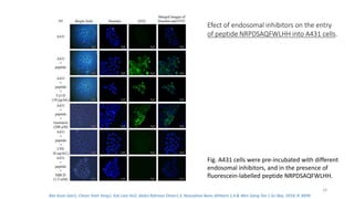 Efect of endosomal inhibitors on the entry
of peptide NRPDSAQFWLHH into A431 cells.
Fig. A431 cells were pre-incubated with different
endosomal inhibitors, and in the presence of
fluorescein-labelled peptide NRPDSAQFWLHH.
24
Bee Koon Gan1, Chean Yeah Yong1, Kok Lian Ho2, Abdul Rahman Omar1,3, Noorjahan Banu Alitheen 1,4 & Wen Siang Tan 1 Sci Rep. 2018; 8: 8499
 