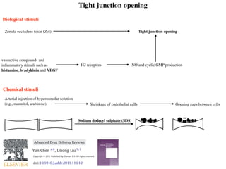 Tight junction opening
Biological stimuli
Zonula occludens toxin (Zot)
vasoactive compounds and
inﬂammatory stimuli such as
histamine, bradykinin and VEGF
H2 receptors NO and cyclic GMP production
Tight junction opening
Chemical stimuli
Arterial injection of hyperosmolar solution
(e.g., mannitol, arabinose) Shrinkage of endothelial cells Opening gaps between cells
Sodium dodecyl sulphate (SDS)
anced Drug Delivery Reviews 64 (2012) 640–665
nts lists available at SciVerse ScienceDirect
ced Drug Delivery Reviews
mepage: www.elsevier.com/locate/addr
1. Introduction . . . . . . . . . . . . . . . . . . . . . . . . . . . . . . . . . . . . . . . . . .
2. Physiology and biology of the blood–brain barrier . . . . . . . . . . . . . . . . . . . . . . . .
3. Transport routes across the blood–brain barrier . . . . . . . . . . . . . . . . . . . . . . . . .
4. Biological and pathological properties of BBB for drug transport . . . . . . . . . . . . . . . . . .
4.1. Physical barrier . . . . . . . . . . . . . . . . . . . . . . . . . . . . . . . . . . . . .
Abbreviations: a2M, alpha-2 macroglobulin; Aβ, amyloid β; ABC, ATP binding cassette; AD, Alzheimer's disease; AIDS, au
AMT, adsorptive-mediated transport; AMP, adenosine monophosphate; ANG1005, angiopep 2 conjugated with 3 molecule
precursor protein; ApoE, Apolipoprotein E; ATP, adenosine triphosphate; AUC, area under curve; BBB, blood–brain barrier; B
serum albumin conjugated nanoparticles; cAMP, cyclic AMP; CBSA, cationic bovine serum albumin; CBSA-NP, CBSA conjuga
diffusion; CHP, hydrophobic cholesterol groups; CMC, critical micelle concentration; CMT, carrier-mediated transport; CNS
CRM, cross reacting material; CSF, cerebrospinal ﬂuid; DT, diphtheria toxin; DTR, diphtheria toxin receptor; EAE, experiment
EC, endothelial cell; EMF, electromagnetic ﬁelds; FBP, fusion sequence-based peptide; g7, similopioid peptide; GMP, guano
mal growth factor; HIRMAb, human insulin receptor monoclonal antibody; HIV, human immunodeﬁciency virus; HLB, hydr
min; HSP-96, heat shock protein 96; HUVEC, human umbilical vein endothelial cells; ICH, intercerebral haemorrhage; IC
interleukin; INF, interferon; JAM, junction adhesion molecules; LDL, low density lipoprotein; LDLR, low density lipoprot
vesicles; LPA, lysophosphatidic acid; LRP, lipoprotein receptor protein; LUV, large unilamellar vesicles; MAP, model amphip
MCP, monocyte chemotactic protein; MHC, major histocompatibility complex; MLCK, myosin light chain kinase; MP, mo
tein; MS, multiple sclerosis; NOS, nitric oxide syntheses; NP, nanoparticles; NVU, neurovascular unit; P97, melanot
PHDCA, poly(hexadecylcyanoacrylate); PBCA, poly(butylcyanoacrylate); PEG, polyethylene glycol; PEG-PCL, PEG-po
methionyl human granulocyted colony stimulating factor; PEG-PLA, polyethylene glycol-polylactic acid; P-gp, P-glycop
PKG, protein kinase G; PLGA, poly(D,L-lactide-co-glycolide); PO, propylene oxide; PTD, protein transduction domain; PT
receptor associated protein; RES, reticuloendothelial system; REV, reverse phase evaporation vesicles; RMT, receptor-
acid residue; SBP, sequence signal-based peptide; SUV, small unilamellar vesicles; TAT, HIV-1 trans-activating transcriptor; TEM
electrical resistance; TfR, transferrin receptor; TJ, tight junction; TNF, tumour necrosis factors; tPA, tissue plasminogen activa
growth factor; ZO, zonula occludens.
☆ This review is part of the Advanced Drug Delivery Reviews theme issue on “Delivery of Therapeutics to the Central Nerv
⁎ Corresponding author at: School of Pharmacy, Curtin University, GPO Box U1987, Perth, Western Australia 6845, Austr
E-mail address: y.chen@curtin.edu.au (Y. Chen).
1
L Liu is currently funded as an Australian Postdoctoral Fellow by ARC Discovery Project DP110104599 at Chemical Eng
0169-409X/$ – see front matter. Crown Copyright © 2011 Published by Elsevier B.V. All rights reserved.
doi:10.1016/j.addr.2011.11.010
e history:
ved 6 August 2011
pted 21 November 2011
able online 28 November 2011
ords:
d–brain barrier
delivery
ptor-mediated transport
mediated transport
particles
omes
ological conditions
The blood–brain barrier (BBB) is a highly regulated and efﬁcient barrier that provides a sanctuary to the
brain. It is designed to regulate brain homeostasis and to permit selective transport of molecules that are es-
sential for brain function. Unfortunately, drug transport to the brain is hampered by this almost impermeable,
highly selective and well coordinated barrier. With progress in molecular biology, the BBB is better under-
stood, particularly under different pathological conditions. This review will discuss the barrier issue from a
biological and pathological perspective to provide a better insight to the challenges and opportunities asso-
ciated with the BBB. Modern methods which can take advantage of these opportunities will be reviewed.
Applications of nanotechnology in drug transport, receptor-mediated targeting and transport, and ﬁnally
cell-mediated drug transport will also be covered in the review. The challenge of delivering an effective ther-
apy to the brain is formidable; solutions will likely involve concerted multidisciplinary approaches that take
into account BBB biology as well as the unique features associated with the pathological condition to be
treated.
Crown Copyright © 2011 Published by Elsevier B.V. All rights reserved.
tents
Introduction . . . . . . . . . . . . . . . . . . . . . . . . . . . . . . . . . . . . . . . . . . . . . . . . . . . . . . . . . . . . . . 641
Physiology and biology of the blood–brain barrier . . . . . . . . . . . . . . . . . . . . . . . . . . . . . . . . . . . . . . . . . . . . 641
Transport routes across the blood–brain barrier . . . . . . . . . . . . . . . . . . . . . . . . . . . . . . . . . . . . . . . . . . . . . 642
Biological and pathological properties of BBB for drug transport . . . . . . . . . . . . . . . . . . . . . . . . . . . . . . . . . . . . . . 643
4.1. Physical barrier . . . . . . . . . . . . . . . . . . . . . . . . . . . . . . . . . . . . . . . . . . . . . . . . . . . . . . . . . 643
bbreviations: a2M, alpha-2 macroglobulin; Aβ, amyloid β; ABC, ATP binding cassette; AD, Alzheimer's disease; AIDS, autoimmunodeﬁciency syndrome; AJ, adherens junction;
adsorptive-mediated transport; AMP, adenosine monophosphate; ANG1005, angiopep 2 conjugated with 3 molecules of paclitaxel; Antp, Antennapedia; APP, amyloid beta
ursor protein; ApoE, Apolipoprotein E; ATP, adenosine triphosphate; AUC, area under curve; BBB, blood–brain barrier; BCSFB, blood–cerebrospinal ﬂuid barrier; BSA-NP, bovine
m albumin conjugated nanoparticles; cAMP, cyclic AMP; CBSA, cationic bovine serum albumin; CBSA-NP, CBSA conjugated PEG-PLA nanoparticles; CED, convection enhanced
sion; CHP, hydrophobic cholesterol groups; CMC, critical micelle concentration; CMT, carrier-mediated transport; CNS, central nervous system; CPP, cell penetrating peptide;
cross reacting material; CSF, cerebrospinal ﬂuid; DT, diphtheria toxin; DTR, diphtheria toxin receptor; EAE, experimental autoimmune encephalomyelitis; EO, ethylene oxide;
ndothelial cell; EMF, electromagnetic ﬁelds; FBP, fusion sequence-based peptide; g7, similopioid peptide; GMP, guanosine monophosphate; HB-EGF, heparin binding epider-
growth factor; HIRMAb, human insulin receptor monoclonal antibody; HIV, human immunodeﬁciency virus; HLB, hydrophobic–hydrophilic balance; HSA, human serum albu-
HSP-96, heat shock protein 96; HUVEC, human umbilical vein endothelial cells; ICH, intercerebral haemorrhage; ICV, intracerebroventricular; IgG, immunoglobulin G; IL,
eukin; INF, interferon; JAM, junction adhesion molecules; LDL, low density lipoprotein; LDLR, low density lipoprotein receptor; Lf, lactoferrin; LMV, large multilamellar
les; LPA, lysophosphatidic acid; LRP, lipoprotein receptor protein; LUV, large unilamellar vesicles; MAP, model amphipathic peptide; MAPK, mitogen activated protein kinase;
monocyte chemotactic protein; MHC, major histocompatibility complex; MLCK, myosin light chain kinase; MP, mononuclear phagocytes; MRP, multidrug resistant pro-
MS, multiple sclerosis; NOS, nitric oxide syntheses; NP, nanoparticles; NVU, neurovascular unit; P97, melanotransferrin; PAI-1, plasminogen activator inhibitor 1;
CA, poly(hexadecylcyanoacrylate); PBCA, poly(butylcyanoacrylate); PEG, polyethylene glycol; PEG-PCL, PEG-polycaprolactone; PEG-G-CSF, PEGylated-recombinant
ionyl human granulocyted colony stimulating factor; PEG-PLA, polyethylene glycol-polylactic acid; P-gp, P-glycoprotein; PKA, protein kinase A; PKC, protein kinase C;
protein kinase G; PLGA, poly(D,L-lactide-co-glycolide); PO, propylene oxide; PTD, protein transduction domain; PTK, protein tyrosine kinase; Qdots, quantum dots; RAP,
ptor associated protein; RES, reticuloendothelial system; REV, reverse phase evaporation vesicles; RMT, receptor-mediated transport; R123, rhodamine 123; SA, sialic
residue; SBP, sequence signal-based peptide; SUV, small unilamellar vesicles; TAT, HIV-1 trans-activating transcriptor; TEM, transmission electron microscopy; TER, transendothelial
rical resistance; TfR, transferrin receptor; TJ, tight junction; TNF, tumour necrosis factors; tPA, tissue plasminogen activator; VE, vascular endothelial; VEGF, vascular endothelial
th factor; ZO, zonula occludens.
This review is part of the Advanced Drug Delivery Reviews theme issue on “Delivery of Therapeutics to the Central Nervous System”.
orresponding author at: School of Pharmacy, Curtin University, GPO Box U1987, Perth, Western Australia 6845, Australia. Tel.: +61 8 9266 2738; fax. +61 89266 2769.
-mail address: y.chen@curtin.edu.au (Y. Chen).
Liu is currently funded as an Australian Postdoctoral Fellow by ARC Discovery Project DP110104599 at Chemical Engineering, Curtin University.
-409X/$ – see front matter. Crown Copyright © 2011 Published by Elsevier B.V. All rights reserved.
0.1016/j.addr.2011.11.010
Modern methods for delivery of drugs across the blood–brain barrier☆
an Chen a,
⁎, Lihong Liu b,1
Advanced Drug Delivery Reviews 64 (2012) 640–665
Contents lists available at SciVerse ScienceDirect
Advanced Drug Delivery Reviews
journal homepage: www.elsevier.com/locate/addr
Advanced Drug Delivery Reviews 64 (2012) 640–665
Contents lists available at SciVerse ScienceDirect
Advanced Drug Delivery Reviews
journal homepage: www.elsevier.com/locate/addr
Modern methods for delivery of drugs across the blood–brain barrier☆
Yan Chen a,
⁎, Lihong Liu b,1
a
School of Pharmacy, CHIRI, WABRI, Curtin University, GPO Box U1987, Perth, Western Australia 6845, Australia
b
Institute of Bioengineering and Nanotechnology, 31 Biopolis Way, Singapore 138669, Singapore
Advanced Drug Delivery Reviews 64 (2012) 640–665
Contents lists available at SciVerse ScienceDirect
Advanced Drug Delivery Reviews
journal homepage: www.elsevier.com/locate/addr
 