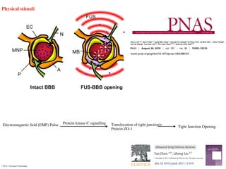 Physical stimuli
* FUS = Focused Ultrasound
Magnetic resonance monitoring of focused
ultrasound/magnetic nanoparticle targeting delivery
of therapeutic agents to the brain
Hao-Li Liua,b,1
, Mu-Yi Huac,1
, Hung-Wei Yangc,1
, Chiung-Yin Huangd
, Po-Chun Chua
, Jia-Shin Wua
, I-Chou Tsengd
,
Jiun-Jie Wange
, Tzu-Chen Yenb,f
, Pin-Yuan Chend,g,2,3
, and Kuo-Chen Weid,2,3
Departments of a
Electrical Engineering, c
Chemical and Material Engineering, and e
Medical Image and Radiological Sciences and g
Graduate Institute of C
Medical Sciences, Chang-Gung University, Taoyuan 333, Taiwan; b
Molecular Imaging Center and f
Department of Nuclear Medicine, Chang-Gung Me
Hospital, Taoyuan 333, Taiwan; and d
Department of Neurosurgery, Chang-Gung University College of Medicine and Memorial Hospital, Taoyuan 333, T
Edited by Ralph Weissleider, Harvard Medical School, Boston, MA, and accepted by the Editorial Board July 13, 2010 (received for review March 16,
The superparamagnetic properties of magnetic nanoparticles
(MNPs) allow them to be guided by an externally positioned magnet
and also provide contrast for MRI. However, their therapeutic use in
treating CNS pathologies in vivo is limited by insufﬁcient local
accumulation and retention resulting from their inability to traverse
biological barriers. The combined use of focused ultrasound and
magnetic targeting synergistically delivers therapeutic MNPs across
the blood–brain barrier to enter the brain both passively and ac-
tively. Therapeutic MNPs were characterized and evaluated both
in vitro and in vivo, and MRI was used to monitor and quantify their
distribution in vivo. The technique could be used in normal brains or
in those with tumors, and signiﬁcantly increased the deposition of
therapeutic MNPs in brains with intact or compromised blood–brain
barriers. Synergistic targeting and image monitoring are powerful
techniques for the delivery of macromolecular chemotherapeutic
agents into the CNS under the guidance of MRI.
blood–brain barrier | brain drug delivery | focused ultrasound | magnetic
nanoparticles | magnetic targeting
Within the CNS, the blood–brain barrier (BBB) excludes
larger (>400 Da) molecules from entering the brain pa-
renchyma, protecting it from toxic foreign substances (1). How-
ever, it also prohibits delivery of many potentially effective
diagnostic or therapeutic agents and restricts the enhanced per-
meability and retention (EPR) of therapeutic nanoparticles.
Many factors affect EPR, including the pH, polarity, and size of
the delivered substance. Even when pathologic processes com-
promise the integrity or function of the BBB, EPR can be limited
by microenvironmental characteristics such as hypovascularity,
ﬁbrosis, or necrosis (2–4).
In the presence of microbubbles and with use of a low-energy
burst tone, focused ultrasound (FUS) can increase the perme-
ability of the BBB (5). This noninvasive procedure disrupts the
BBB locally rather than systemically, minimizing off-target
effects. Furthermore, the disruption is reversible within several
hours, providing a window of opportunity to achieve local delivery
of chemotherapeutic agents in brains with intact or compromised
BBBs. However, drug delivery in such cases is passive, relying on
the free diffusion of the agents across the barrier.
Advancesinnanotechnologyand molecularbiologyhaveallowed
development of novel nanomedical platforms (6–8). Such
approaches allow simultaneous diagnostic imaging and drug de-
liverymonitoringin vivo inrealtime (9, 10).Magneticnanoparticles
(MNPs) have intrinsic magnetic properties that enable their use as
contrast agents in MRI (8, 11). Because MNPs are also sensitive to
external magnetic forces, magnetic targeting (MT) actively enhan-
ces their deposition at the target site, increasing the therapeutic
dose delivered beyond that obtainable by passive diffusion (12).
This study combines FUS and MT of nanoparticles as a syn-
ergistic delivery system for chemotherapeutic agents concurrent
with MRI monitoring for treating CNS diseases. FUS creates the
opportunity to deliver therapeutic MNPs by passive local
and externally applied magnetic forces actively increase the
MNP concentration. When combined, these techniques p
the delivery of large molecules into the brain (Fig. 1). Fur
more, the deposition of the therapeutic MNPs can be moni
and quantiﬁed in vivo by MRI.
Results
Characterization of Therapeutic MNPs. The saturated magn
tion, mean hydrodynamic size, and particle size of the
mercially available MNP Resovist and the newly synthe
MNPs generated for this study are summarized in Table S
measured by transmission EM (TEM), MNP-3 had a mea
ameter of 12.3 nm (Fig. 2A). This was signiﬁcantly smaller
the hydrodynamic sizes measured by dynamic light scatterin
nm for Resovist, 74–83 nm for MNPs-1–3; Fig. S1A and T
S1), although such differences could be attributable to so
effects. The measured zeta potentials of all of the synthe
MNPs were similar to that of Resovist (approximately 45 m
Magnetization of MNPs is crucial for their utility in MT
crystallinity signiﬁcantly affects this parameter. During synt
the crystallinity of the MNPs was manipulated by controllin
reaction conditions. MNP-3 exhibited the best crystallinity a
the MNPs tested (Fig. S1C) and also displayed the highest d
of magnetization (Fig. S1B).
Administration of the MNPs into biological tissues profo
alters the spin–spin relaxation rate (R2), and thus can serve
indicator of the MRI contrast agent. The R2, and hence th
tection sensitivity, of MNP-3 was twice that of Resovist by
(Fig. 2 E and F and Table S1).
The polymer poly[aniline-co-N-(1-one-butyric acid)] a
(SPAnH) was used to encapsulate iron oxide (Fe3O4). This
cess decreases the aggregation typical of MNPs and imp
their stability in aqueous solutions. Fourier transform IR (FT
spectroscopy indicated that the surface of the Fe3O4 particle
covered with a layer of the SPAnH polymer, and that the
Author contributions: H.-L.L., M.-Y.H., H.-W.Y., P.-Y.C., and K.-C.W. designed re
H.-L.L., M.-Y.H., H.-W.Y., C.-Y.H., P.-C.C., J.-S.W., I.-C.T., J.-J.W., T.-C.Y., and P.-Y
formed research; H.-L.L., M.-Y.H., and H.-W.Y. contributed new reagents/analyti
H.-L.L., M.-Y.H., H.-W.Y., C.-Y.H., P.-C.C., J.-S.W., I.-C.T., J.-J.W., T.-C.Y., P.-Y.C., and
analyzed data; and H.-L.L., M.-Y.H., H.-W.Y., and K.-C.W. wrote the paper.
The authors declare no conﬂict of interest.
This article is a PNAS Direct Submission. R.W. is a guest editor invited by the E
Board.
Freely available online through the PNAS open access option.
1
H.-L.L., M.-Y.H., and H.-W.Y. contributed equally to this work.
2
P.-Y.C. and K.-C.W. contributed equally to this work.
3
To whom correspondence may be addressed. E-mail: kuochenwei@adm.cgmh.or
pinyuanc@adm.cgmh.org.tw.
This article contains supporting information online at www.pnas.org/lookup/suppl
1073/pnas.1003388107/-/DCSupplemental.
www.pnas.org/cgi/doi/10.1073/pnas.1003388107 PNAS | August 24, 2010 | vol. 107 | no. 34 | 15205
development of novel nanomedical platforms (6–8). Su
approaches allow simultaneous diagnostic imaging and drug d
liverymonitoringin vivo inrealtime (9,10).Magneticnanopartic
(MNPs) have intrinsic magnetic properties that enable their use
contrast agents in MRI (8, 11). Because MNPs are also sensitive
external magnetic forces, magnetic targeting (MT) actively enha
ces their deposition at the target site, increasing the therapeu
dose delivered beyond that obtainable by passive diffusion (12).
This study combines FUS and MT of nanoparticles as a s
ergistic delivery system for chemotherapeutic agents concurre
with MRI monitoring for treating CNS diseases. FUS creates t
www.pnas.org/cgi/doi/10.1073/pnas.1003388107
development of novel nanomedical platforms (6–8). Such
approaches allow simultaneous diagnostic imaging and drug de-
liverymonitoringin vivo inrealtime (9,10).Magneticnanoparticles
(MNPs) have intrinsic magnetic properties that enable their use as
contrast agents in MRI (8, 11). Because MNPs are also sensitive to
external magnetic forces, magnetic targeting (MT) actively enhan-
ces their deposition at the target site, increasing the therapeutic
dose delivered beyond that obtainable by passive diffusion (12).
This study combines FUS and MT of nanoparticles as a syn-
ergistic delivery system for chemotherapeutic agents concurrent
with MRI monitoring for treating CNS diseases. FUS creates the
analyzed data; and H.-L.L., M.-Y.H., H.-W.Y., and K.-C.W. wrote the paper.
The authors declare no conﬂict of interest.
This article is a PNAS Direct Submission. R.W. is a guest editor invited by the Editorial
Board.
Freely available online through the PNAS open access option.
1
H.-L.L., M.-Y.H., and H.-W.Y. contributed equally to this work.
2
P.-Y.C. and K.-C.W. contributed equally to this work.
3
To whom correspondence may be addressed. E-mail: kuochenwei@adm.cgmh.org.tw or
pinyuanc@adm.cgmh.org.tw.
This article contains supporting information online at www.pnas.org/lookup/suppl/doi:10.
1073/pnas.1003388107/-/DCSupplemental.
www.pnas.org/cgi/doi/10.1073/pnas.1003388107 PNAS | August 24, 2010 | vol. 107 | no. 34 | 15205–15210
MEDIC
ultrasound/magneticnanoparticletargetin
oftherapeuticagentstothebrain
Hao-LiLiua,b,1
,Mu-YiHuac,1
,Hung-WeiYangc,1
,Chiung-YinHuangd
,Po-ChunChua
,Jia-Shin
Jiun-JieWange
,Tzu-ChenYenb,f
,Pin-YuanChend,g,2,3
,andKuo-ChenWeid,2,3
Departmentsofa
ElectricalEngineering,c
ChemicalandMaterialEngineering,ande
MedicalImageandRadiologicalScien
MedicalSciences,Chang-GungUniversity,Taoyuan333,Taiwan;b
MolecularImagingCenterandf
DepartmentofNucl
Hospital,Taoyuan333,Taiwan;andd
DepartmentofNeurosurgery,Chang-GungUniversityCollegeofMedicineandMe
EditedbyRalphWeissleider,HarvardMedicalSchool,Boston,MA,andacceptedbytheEditorialBoardJuly13,2010(
Thesuperparamagneticpropertiesofmagneticnanoparticles
(MNPs)allowthemtobeguidedbyanexternallypositionedmagnet
andalsoprovidecontrastforMRI.However,theirtherapeuticusein
treatingCNSpathologiesinvivoislimitedbyinsufﬁcientlocal
accumulationandretentionresultingfromtheirinabilitytotraverse
biologicalbarriers.Thecombineduseoffocusedultrasoundand
magnetictargetingsynergisticallydeliverstherapeuticMNPsacross
theblood–brainbarriertoenterthebrainbothpassivelyandac-
tively.TherapeuticMNPswerecharacterizedandevaluatedboth
invitroandinvivo,andMRIwasusedtomonitorandquantifytheir
distributioninvivo.Thetechniquecouldbeusedinnormalbrainsor
inthosewithtumors,andsigniﬁcantlyincreasedthedepositionof
therapeuticMNPsinbrainswithintactorcompromisedblood–brain
barriers.Synergistictargetingandimagemonitoringarepowerful
techniquesforthedeliveryofmacromolecularchemotherapeutic
agentsintotheCNSundertheguidanceofMRI.
blood–brainbarrier|braindrugdelivery|focusedultrasound|magnetic
nanoparticles|magnetictargeting
WithintheCNS,theblood–brainbarrier(BBB)excludes
larger(>400Da)moleculesfromenteringthebrainpa-
renchyma,protectingitfromtoxicforeignsubstances(1).How-
ever,italsoprohibitsdeliveryofmanypotentiallyeffective
diagnosticortherapeuticagentsandrestrictstheenhancedper-
meabilityandretention(EPR)oftherapeuticnanoparticles.
ManyfactorsaffectEPR,includingthepH,polarity,andsizeof
thedeliveredsubstance.Evenwhenpathologicprocessescom-
promisetheintegrityorfunctionoftheBBB,EPRcanbelimited
bymicroenvironmentalcharacteristicssuchashypovascularity,
ﬁbrosis,ornecrosis(2–4).
Inthepresenceofmicrobubblesandwithuseofalow-energy
bursttone,focusedultrasound(FUS)canincreasetheperme-
abilityoftheBBB(5).Thisnoninvasiveproceduredisruptsthe
BBBlocallyratherthansystemically,minimizingoff-target
effects.Furthermore,thedisruptionisreversiblewithinseveral
hours,providingawindowofopportunitytoachievelocaldelivery
ofchemotherapeuticagentsinbrainswithintactorcompromised
BBBs.However,drugdeliveryinsuchcasesispassive,relyingon
thefreediffusionoftheagentsacrossthebarrier.
Advancesinnanotechnologyandmolecularbiologyhaveallowed
developmentofnovelnanomedicalplatforms(6–8).Such
approachesallowsimultaneousdiagnosticimaginganddrugde-
liverymonitoringinvivoinrealtime(9,10).Magneticnanoparticles
(MNPs)haveintrinsicmagneticpropertiesthatenabletheiruseas
contrastagentsinMRI(8,11).BecauseMNPsarealsosensitiveto
externalmagneticforces,magnetictargeting(MT)activelyenhan-
cestheirdepositionatthetargetsite,increasingthetherapeutic
dosedeliveredbeyondthatobtainablebypassivediffusion(12).
ThisstudycombinesFUSandMTofnanoparticlesasasyn-
ergisticdeliverysystemforchemotherapeuticagentsconcurrent
withMRImonitoringfortreatingCNSdiseases.FUScreatesthe
opportunitytodelivertherapeut
andexternallyappliedmagneticf
MNPconcentration.Whencom
thedeliveryoflargemoleculesi
more,thedepositionofthethera
andquantiﬁedinvivobyMRI.
Results
CharacterizationofTherapeuticM
tion,meanhydrodynamicsize,
merciallyavailableMNPResov
MNPsgeneratedforthisstudya
measuredbytransmissionEM(
ameterof12.3nm(Fig.2A).Th
thehydrodynamicsizesmeasured
nmforResovist,74–83nmforM
S1),althoughsuchdifferencesc
effects.Themeasuredzetapote
MNPsweresimilartothatofRe
MagnetizationofMNPsiscru
crystallinitysigniﬁcantlyaffectsth
thecrystallinityoftheMNPswas
reactionconditions.MNP-3exhib
theMNPstested(Fig.S1C)anda
ofmagnetization(Fig.S1B).
AdministrationoftheMNPsin
altersthespin–spinrelaxationrat
indicatoroftheMRIcontrastag
tectionsensitivity,ofMNP-3was
(Fig.2EandFandTableS1).
Thepolymerpoly[aniline-co-
(SPAnH)wasusedtoencapsulat
cessdecreasestheaggregation
theirstabilityinaqueoussolution
spectroscopyindicatedthatthesu
coveredwithalayeroftheSPA
Authorcontributions:H.-L.L.,M.-Y.H.,H.-W.
H.-L.L.,M.-Y.H.,H.-W.Y.,C.-Y.H.,P.-C.C.,J.-S
formedresearch;H.-L.L.,M.-Y.H.,andH.-W.Y
H.-L.L.,M.-Y.H.,H.-W.Y.,C.-Y.H.,P.-C.C.,J.-S.W
analyzeddata;andH.-L.L.,M.-Y.H.,H.-W.Y.,
Theauthorsdeclarenoconﬂictofinterest.
ThisarticleisaPNASDirectSubmission.R.W
Board.
FreelyavailableonlinethroughthePNASop
1
H.-L.L.,M.-Y.H.,andH.-W.Y.contributedeq
2
P.-Y.C.andK.-C.W.contributedequallytoth
3
Towhomcorrespondencemaybeaddressed
pinyuanc@adm.cgmh.org.tw.
Thisarticlecontainssupportinginformationo
1073/pnas.1003388107/-/DCSupplemental.
www.pnas.org/cgi/doi/10.1073/pnas.1003388107PNAS|August24,2010
Electromagnetic ﬁeld (EMF) Pulse Protein kinase C signalling Translocation of tight junction's
Protein ZO-1
Tight Junction Opening
Advanced Drug Delivery Reviews 64 (2012) 640–665
Contents lists available at SciVerse ScienceDirect
Advanced Drug Delivery Reviews
journal homepage: www.elsevier.com/locate/addr
Nanoparticles
Liposomes
Pathological conditions
a
in
tr
Contents
1. Introduction . . . . . . . . . . . . . .
2. Physiology and biology of the blood–brain
3. Transport routes across the blood–brain ba
4. Biological and pathological properties of BB
4.1. Physical barrier . . . . . . . . .
Abbreviations: a2M, alpha-2 macroglobulin; Aβ, amylo
AMT, adsorptive-mediated transport; AMP, adenosine mo
precursor protein; ApoE, Apolipoprotein E; ATP, adenosine
serum albumin conjugated nanoparticles; cAMP, cyclic AM
diffusion; CHP, hydrophobic cholesterol groups; CMC, crit
CRM, cross reacting material; CSF, cerebrospinal ﬂuid; DT,
EC, endothelial cell; EMF, electromagnetic ﬁelds; FBP, fusi
mal growth factor; HIRMAb, human insulin receptor mono
min; HSP-96, heat shock protein 96; HUVEC, human um
interleukin; INF, interferon; JAM, junction adhesion mol
vesicles; LPA, lysophosphatidic acid; LRP, lipoprotein rece
MCP, monocyte chemotactic protein; MHC, major histoc
tein; MS, multiple sclerosis; NOS, nitric oxide synthes
PHDCA, poly(hexadecylcyanoacrylate); PBCA, poly(but
methionyl human granulocyted colony stimulating facto
PKG, protein kinase G; PLGA, poly(D,L-lactide-co-glycolid
receptor associated protein; RES, reticuloendothelial sy
acid residue; SBP, sequence signal-based peptide; SUV, sma
electrical resistance; TfR, transferrin receptor; TJ, tight junc
growth factor; ZO, zonula occludens.
☆ This review is part of the Advanced Drug Delivery Rev
⁎ Corresponding author at: School of Pharmacy, Curtin
E-mail address: y.chen@curtin.edu.au (Y. Chen).
1
L Liu is currently funded as an Australian Postdoctora
0169-409X/$ – see front matter. Crown Copyright © 2011
doi:10.1016/j.addr.2011.11.010
Modern methods for delivery of drugs across the blood–brain b
Yan Chen a,
⁎, Lihong Liu b,1
a
School of Pharmacy, CHIRI, WABRI, Curtin University, GPO Box U1987, Perth, Western Australia 6845, Australia
b
Institute of Bioengineering and Nanotechnology, 31 Biopolis Way, Singapore 138669, Singapore
a b s t r a c ta r t i c l e i n f o
Article history:
Received 6 August 2011
Accepted 21 November 2011
Available online 28 November 2011
Keywords:
Blood–brain barrier
Drug delivery
Receptor-mediated transport
Cell-mediated transport
Nanoparticles
Liposomes
Pathological conditions
The blood–brain barrier (BBB) is a highly regulated and efﬁcient ba
brain. It is designed to regulate brain homeostasis and to permit selec
sential for brain function. Unfortunately, drug transport to the brain is h
highly selective and well coordinated barrier. With progress in molec
stood, particularly under different pathological conditions. This review
biological and pathological perspective to provide a better insight to t
ciated with the BBB. Modern methods which can take advantage of
Applications of nanotechnology in drug transport, receptor-mediate
cell-mediated drug transport will also be covered in the review. The ch
apy to the brain is formidable; solutions will likely involve concerted
into account BBB biology as well as the unique features associated
treated.
Crown Copyright © 2011 Publish
Contents
1. Introduction . . . . . . . . . . . . . . . . . . . . . . . . . . . . . . . . . . . . . . . . . . . . . . .
2. Physiology and biology of the blood–brain barrier . . . . . . . . . . . . . . . . . . . . . . . . . . . . .
3. Transport routes across the blood–brain barrier . . . . . . . . . . . . . . . . . . . . . . . . . . . . . .
4. Biological and pathological properties of BBB for drug transport . . . . . . . . . . . . . . . . . . . . . . .
4.1. Physical barrier . . . . . . . . . . . . . . . . . . . . . . . . . . . . . . . . . . . . . . . . . .
Abbreviations: a2M, alpha-2 macroglobulin; Aβ, amyloid β; ABC, ATP binding cassette; AD, Alzheimer's disease; AIDS, autoimmunod
AMT, adsorptive-mediated transport; AMP, adenosine monophosphate; ANG1005, angiopep 2 conjugated with 3 molecules of paclitax
precursor protein; ApoE, Apolipoprotein E; ATP, adenosine triphosphate; AUC, area under curve; BBB, blood–brain barrier; BCSFB, blood–
serum albumin conjugated nanoparticles; cAMP, cyclic AMP; CBSA, cationic bovine serum albumin; CBSA-NP, CBSA conjugated PEG-PL
diffusion; CHP, hydrophobic cholesterol groups; CMC, critical micelle concentration; CMT, carrier-mediated transport; CNS, central ner
CRM, cross reacting material; CSF, cerebrospinal ﬂuid; DT, diphtheria toxin; DTR, diphtheria toxin receptor; EAE, experimental autoimm
EC, endothelial cell; EMF, electromagnetic ﬁelds; FBP, fusion sequence-based peptide; g7, similopioid peptide; GMP, guanosine monop
mal growth factor; HIRMAb, human insulin receptor monoclonal antibody; HIV, human immunodeﬁciency virus; HLB, hydrophobic–hy
min; HSP-96, heat shock protein 96; HUVEC, human umbilical vein endothelial cells; ICH, intercerebral haemorrhage; ICV, intracere
interleukin; INF, interferon; JAM, junction adhesion molecules; LDL, low density lipoprotein; LDLR, low density lipoprotein recepto
vesicles; LPA, lysophosphatidic acid; LRP, lipoprotein receptor protein; LUV, large unilamellar vesicles; MAP, model amphipathic peptid
MCP, monocyte chemotactic protein; MHC, major histocompatibility complex; MLCK, myosin light chain kinase; MP, mononuclear p
tein; MS, multiple sclerosis; NOS, nitric oxide syntheses; NP, nanoparticles; NVU, neurovascular unit; P97, melanotransferrin;
PHDCA, poly(hexadecylcyanoacrylate); PBCA, poly(butylcyanoacrylate); PEG, polyethylene glycol; PEG-PCL, PEG-polycaprolact
methionyl human granulocyted colony stimulating factor; PEG-PLA, polyethylene glycol-polylactic acid; P-gp, P-glycoprotein; PKA
PKG, protein kinase G; PLGA, poly(D,L-lactide-co-glycolide); PO, propylene oxide; PTD, protein transduction domain; PTK, protein ty
receptor associated protein; RES, reticuloendothelial system; REV, reverse phase evaporation vesicles; RMT, receptor-mediated tr
acid residue; SBP, sequence signal-based peptide; SUV, small unilamellar vesicles; TAT, HIV-1 trans-activating transcriptor; TEM, transmissio
electrical resistance; TfR, transferrin receptor; TJ, tight junction; TNF, tumour necrosis factors; tPA, tissue plasminogen activator; VE, vasc
growth factor; ZO, zonula occludens.
☆ This review is part of the Advanced Drug Delivery Reviews theme issue on “Delivery of Therapeutics to the Central Nervous System
⁎ Corresponding author at: School of Pharmacy, Curtin University, GPO Box U1987, Perth, Western Australia 6845, Australia. Tel.: +
E-mail address: y.chen@curtin.edu.au (Y. Chen).
1
L Liu is currently funded as an Australian Postdoctoral Fellow by ARC Discovery Project DP110104599 at Chemical Engineering, Cu
0169-409X/$ – see front matter. Crown Copyright © 2011 Published by Elsevier B.V. All rights reserved.
doi:10.1016/j.addr.2011.11.010
Modern methods for delivery of drugs across the blood–brain barrier☆
Yan Chen a,
⁎, Lihong Liu b,1
Advanced Drug Delivery Reviews 64 (2012) 640–665
Contents lists available at SciVerse ScienceDirect
Advanced Drug Delivery Reviews
journal homepage: www.elsevier.com/locate/addr
Advanced Drug Delivery Reviews 64
Contents lists available at SciVe
Advanced Drug Deliv
journal homepage: www.elsevi
Modern methods for delivery of drugs a
Yan Chen a,
⁎, Lihong Liu b,1
a
School of Pharmacy, CHIRI, WABRI, Curtin University, GPO Box U1987, Perth, Western
b
Institute of Bioengineering and Nanotechnology, 31 Biopolis Way, Singapore 138669, S
Advanced Drug Deliver
Contents lists availab
Advanced Drug
journal homepage: ww
 