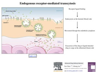Endogenous receptor-mediated transcytosis
Receptor-ligand binding
Endocytosis at the luminal (blood) side
Movement through the endothelia cytoplasm
Exocytosis of the drug or ligand-attached
drug or cargo at the abluminal (brain) side
mdpi.com
Advanced Drug Delivery Reviews 64 (2012) 640–665
Contents lists available at SciVerse ScienceDirect
Advanced Drug Delivery Reviews
journal homepage: www.elsevier.com/locate/addr
Contents
1. Introduction . . . . . . . . . . . . .
2. Physiology and biology of the blood–brai
3. Transport routes across the blood–brain b
4. Biological and pathological properties of B
4.1. Physical barrier . . . . . . . .
Abbreviations: a2M, alpha-2 macroglobulin; Aβ, amy
AMT, adsorptive-mediated transport; AMP, adenosine m
precursor protein; ApoE, Apolipoprotein E; ATP, adenosi
serum albumin conjugated nanoparticles; cAMP, cyclic
diffusion; CHP, hydrophobic cholesterol groups; CMC, c
CRM, cross reacting material; CSF, cerebrospinal ﬂuid; D
EC, endothelial cell; EMF, electromagnetic ﬁelds; FBP, fu
mal growth factor; HIRMAb, human insulin receptor mo
min; HSP-96, heat shock protein 96; HUVEC, human u
interleukin; INF, interferon; JAM, junction adhesion m
vesicles; LPA, lysophosphatidic acid; LRP, lipoprotein re
MCP, monocyte chemotactic protein; MHC, major hist
tein; MS, multiple sclerosis; NOS, nitric oxide synth
PHDCA, poly(hexadecylcyanoacrylate); PBCA, poly(b
methionyl human granulocyted colony stimulating fa
PKG, protein kinase G; PLGA, poly(D,L-lactide-co-glyco
receptor associated protein; RES, reticuloendothelial
acid residue; SBP, sequence signal-based peptide; SUV, sm
electrical resistance; TfR, transferrin receptor; TJ, tight ju
growth factor; ZO, zonula occludens.
☆ This review is part of the Advanced Drug Delivery R
⁎ Corresponding author at: School of Pharmacy, Curt
E-mail address: y.chen@curtin.edu.au (Y. Chen).
1
L Liu is currently funded as an Australian Postdocto
0169-409X/$ – see front matter. Crown Copyright © 20
doi:10.1016/j.addr.2011.11.010
Modern methods for delivery of drugs across the blood–brain
Yan Chen a,
⁎, Lihong Liu b,1
a
School of Pharmacy, CHIRI, WABRI, Curtin University, GPO Box U1987, Perth, Western Australia 6845, Australia
b
Institute of Bioengineering and Nanotechnology, 31 Biopolis Way, Singapore 138669, Singapore
a b s t r a c ta r t i c l e i n f o
Article history:
Received 6 August 2011
Accepted 21 November 2011
Available online 28 November 2011
Keywords:
Blood–brain barrier
Drug delivery
Receptor-mediated transport
Cell-mediated transport
Nanoparticles
Liposomes
Pathological conditions
The blood–brain barrier (BBB) is a highly regulated and efﬁcient
brain. It is designed to regulate brain homeostasis and to permit se
sential for brain function. Unfortunately, drug transport to the brain
highly selective and well coordinated barrier. With progress in m
stood, particularly under different pathological conditions. This re
biological and pathological perspective to provide a better insight
ciated with the BBB. Modern methods which can take advantage
Applications of nanotechnology in drug transport, receptor-medi
cell-mediated drug transport will also be covered in the review. Th
apy to the brain is formidable; solutions will likely involve concert
into account BBB biology as well as the unique features associat
treated.
Crown Copyright © 2011 Pub
Contents
1. Introduction . . . . . . . . . . . . . . . . . . . . . . . . . . . . . . . . . . . . . . . . . . . . .
2. Physiology and biology of the blood–brain barrier . . . . . . . . . . . . . . . . . . . . . . . . . . .
3. Transport routes across the blood–brain barrier . . . . . . . . . . . . . . . . . . . . . . . . . . . .
4. Biological and pathological properties of BBB for drug transport . . . . . . . . . . . . . . . . . . . . .
4.1. Physical barrier . . . . . . . . . . . . . . . . . . . . . . . . . . . . . . . . . . . . . . . .
Abbreviations: a2M, alpha-2 macroglobulin; Aβ, amyloid β; ABC, ATP binding cassette; AD, Alzheimer's disease; AIDS, autoimmu
AMT, adsorptive-mediated transport; AMP, adenosine monophosphate; ANG1005, angiopep 2 conjugated with 3 molecules of pac
precursor protein; ApoE, Apolipoprotein E; ATP, adenosine triphosphate; AUC, area under curve; BBB, blood–brain barrier; BCSFB, blo
serum albumin conjugated nanoparticles; cAMP, cyclic AMP; CBSA, cationic bovine serum albumin; CBSA-NP, CBSA conjugated PEG
diffusion; CHP, hydrophobic cholesterol groups; CMC, critical micelle concentration; CMT, carrier-mediated transport; CNS, central
CRM, cross reacting material; CSF, cerebrospinal ﬂuid; DT, diphtheria toxin; DTR, diphtheria toxin receptor; EAE, experimental autoim
EC, endothelial cell; EMF, electromagnetic ﬁelds; FBP, fusion sequence-based peptide; g7, similopioid peptide; GMP, guanosine mo
mal growth factor; HIRMAb, human insulin receptor monoclonal antibody; HIV, human immunodeﬁciency virus; HLB, hydrophobic–
min; HSP-96, heat shock protein 96; HUVEC, human umbilical vein endothelial cells; ICH, intercerebral haemorrhage; ICV, intrac
interleukin; INF, interferon; JAM, junction adhesion molecules; LDL, low density lipoprotein; LDLR, low density lipoprotein rece
vesicles; LPA, lysophosphatidic acid; LRP, lipoprotein receptor protein; LUV, large unilamellar vesicles; MAP, model amphipathic pep
MCP, monocyte chemotactic protein; MHC, major histocompatibility complex; MLCK, myosin light chain kinase; MP, mononucle
tein; MS, multiple sclerosis; NOS, nitric oxide syntheses; NP, nanoparticles; NVU, neurovascular unit; P97, melanotransferr
PHDCA, poly(hexadecylcyanoacrylate); PBCA, poly(butylcyanoacrylate); PEG, polyethylene glycol; PEG-PCL, PEG-polycapro
methionyl human granulocyted colony stimulating factor; PEG-PLA, polyethylene glycol-polylactic acid; P-gp, P-glycoprotein;
PKG, protein kinase G; PLGA, poly(D,L-lactide-co-glycolide); PO, propylene oxide; PTD, protein transduction domain; PTK, prote
receptor associated protein; RES, reticuloendothelial system; REV, reverse phase evaporation vesicles; RMT, receptor-mediate
acid residue; SBP, sequence signal-based peptide; SUV, small unilamellar vesicles; TAT, HIV-1 trans-activating transcriptor; TEM, transmi
electrical resistance; TfR, transferrin receptor; TJ, tight junction; TNF, tumour necrosis factors; tPA, tissue plasminogen activator; VE,
growth factor; ZO, zonula occludens.
☆ This review is part of the Advanced Drug Delivery Reviews theme issue on “Delivery of Therapeutics to the Central Nervous Sys
⁎ Corresponding author at: School of Pharmacy, Curtin University, GPO Box U1987, Perth, Western Australia 6845, Australia. Tel
E-mail address: y.chen@curtin.edu.au (Y. Chen).
1
L Liu is currently funded as an Australian Postdoctoral Fellow by ARC Discovery Project DP110104599 at Chemical Engineering
0169-409X/$ – see front matter. Crown Copyright © 2011 Published by Elsevier B.V. All rights reserved.
doi:10.1016/j.addr.2011.11.010
Modern methods for delivery of drugs across the blood–brain barrier☆
Advanced Drug Delivery Reviews 64 (2012) 640–665
Contents lists available at SciVerse ScienceDirect
Advanced Drug Delivery Reviews
journal homepage: www.elsevier.com/locate/addr
Advanced Drug Delivery Reviews
Contents lists available at Sci
Advanced Drug Del
journal homepage: www.else
Modern methods for delivery of drugs
Yan Chen a,
⁎, Lihong Liu b,1
a
School of Pharmacy, CHIRI, WABRI, Curtin University, GPO Box U1987, Perth, Weste
b
Institute of Bioengineering and Nanotechnology, 31 Biopolis Way, Singapore 13866
Advanced Drug Del
Contents lists avai
Advanced Dru
journal homepage: w
 