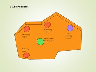 a-Adrenoceptor
H-Bonding
region
H-Bonding
region
H-Bonding
region
Van derWaals
bonding region
Ionic
bonding
region
 