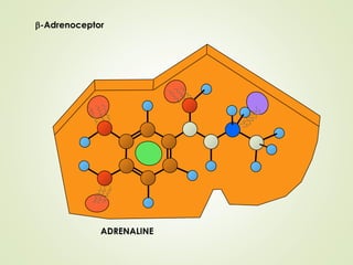 b-Adrenoceptor
ADRENALINE
 