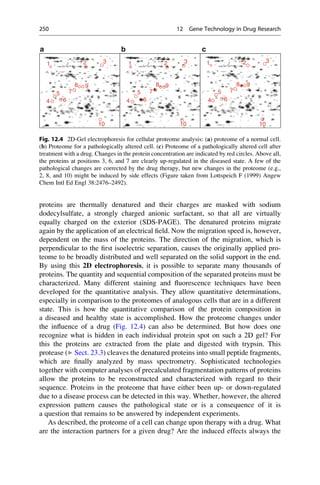 proteins are thermally denatured and their charges are masked with sodium
dodecylsulfate, a strongly charged anionic surfactant, so that all are virtually
equally charged on the exterior (SDS-PAGE). The denatured proteins migrate
again by the application of an electrical field. Now the migration speed is, however,
dependent on the mass of the proteins. The direction of the migration, which is
perpendicular to the first isoelectric separation, causes the originally applied pro-
teome to be broadly distributed and well separated on the solid support in the end.
By using this 2D electrophoresis, it is possible to separate many thousands of
proteins. The quantity and sequential composition of the separated proteins must be
characterized. Many different staining and fluorescence techniques have been
developed for the quantitative analysis. They allow quantitative determinations,
especially in comparison to the proteomes of analogous cells that are in a different
state. This is how the quantitative comparison of the protein composition in
a diseased and healthy state is accomplished. How the proteome changes under
the influence of a drug (Fig. 12.4) can also be determined. But how does one
recognize what is hidden in each individual protein spot on such a 2D gel? For
this the proteins are extracted from the plate and digested with trypsin. This
protease (▶ Sect. 23.3) cleaves the denatured proteins into small peptide fragments,
which are finally analyzed by mass spectrometry. Sophisticated technologies
together with computer analyses of precalculated fragmentation patterns of proteins
allow the proteins to be reconstructed and characterized with regard to their
sequence. Proteins in the proteome that have either been up- or down-regulated
due to a disease process can be detected in this way. Whether, however, the altered
expression pattern causes the pathological state or is a consequence of it is
a question that remains to be answered by independent experiments.
As described, the proteome of a cell can change upon therapy with a drug. What
are the interaction partners for a given drug? Are the induced effects always the
a b c
1 2 3 1 2 3 1 2 3
8 9 8 9 8 9
5
6
4
7 5
6
4
7 5
6
4
7
10 10 10
Fig. 12.4 2D-Gel electrophoresis for cellular proteome analysis: (a) proteome of a normal cell.
(b) Proteome for a pathologically altered cell. (c) Proteome of a pathologically altered cell after
treatment with a drug. Changes in the protein concentration are indicated by red circles. Above all,
the proteins at positions 3, 6, and 7 are clearly up-regulated in the diseased state. A few of the
pathological changes are corrected by the drug therapy, but new changes in the proteome (e.g.,
2, 8, and 10) might be induced by side effects (Figure taken from Lottspeich F (1999) Angew
Chem Intl Ed Engl 38:2476–2492).
250 12 Gene Technology in Drug Research
 