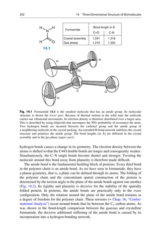 hydrogen bonds causes a change in its geometry. The electron density between the
atoms is shifted so that the C═O double bonds are longer and consequently weaker.
Simultaneously, the C–N single bonds become shorter and stronger. Twisting the
molecule around this bond away from planarity is therefore made difficult.
The amide bond is the fundamental building block of proteins. Every third bond
in the polymer chain is an amide bond. As we have seen in formamide, they have
a planar geometry, that is, a plane can be defined through its atoms. The folding of
the polymer chain and the concomitant spatial construction of the protein is
determined by the torsion angle in the plane of the amide bonds against one another
(Fig. 14.2). Its rigidity and planarity is decisive for the stability of the spatially
folded protein. In proteins, the amide bonds are practically only in the trans
configuration. Only the rotation around the plane of the amide bond remains as
a degree of freedom for the polymer chain. These torsions (▶ Chap. 16, “Confor-
mational Analysis”) occur around bonds that lie between the Ca carbon atoms. As
was shown in the bond-length comparison between the gaseous and crystalline
formamide, the decisive additional stiffening of the amide bond is caused by its
incorporation into a hydrogen-bonding network.
Bond length in Å
C=O C-N
Formamide
N
H
H
Crystal assembly
Gas phase
1.241
1.219
1.318
1.352
H O
14.1
H H
N
C O
H
Fig. 14.1 Formamide 14.1 is the smallest molecule that has an amide group. Its molecular
structure is shown the lower part. Because of thermal motion in the solid state the molecule
carries out vibrational movements. Its electron density is therefore distributed over a larger area.
This is described by using ellipsoids that encompass the 50% probability of occurance the atom.
Two hydrogen bonds are incurred between the carbonyl group and the amide group of
a neighboring molecule in the crystal packing. An extended H-bond network stabilizes the crystal
structure and polarizes the amide group. The bond lengths (in Å) are different in the crystal
assembly and in the gas phase (upper part).
292 14 Three-Dimensional Structure of Biomolecules
 