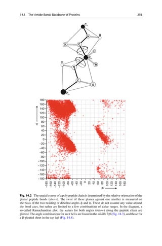 180
−100
Ψ
−180
−160
−140
−120
−100
−80
−60
−40
−20
0
20
40
60
80
100
120
140
160
180
Φ
−120
−140
−160
−180
160
140
120
100
80
60
40
20
0
−20
−40
−60
−80
Cα
H
N
O C
H
ψ
H
H
Cα
R
N
H
φ
C
O
O
Cα
Fig. 14.2 The spatial course of a polypeptide chain is determined by the relative orientation of the
planar peptide bonds (above). The twist of these planes against one another is measured on
the basis of the two twisting or dihedral angles f and c. These do not assume any value around
the bond axes, but rather are limited to a few combinations of value ranges. In the diagram, a
so-called Ramachandran plot, the values for both angles (below) along the peptide chain are
plotted. The angle combinations for an a helix are found in the middle left (Fig. 14.3), and those for
a b-pleated sheet in the top left (Fig. 14.4).
14.1 The Amide Bond: Backbone of Proteins 293
 