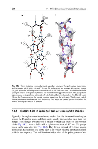 14.2 Proteins Fold in Space to Form a Helices and b Strands
Typically, the angles named f and c are used to describe the two dihedral angles
around the Ca carbon atom, and these angles usually take on value pairs from two
ranges. These ranges are related to a helical or sheet-like course of the polymer
chain (Fig. 14.2). In an a helix with a right-handed turn, all CO and NH groups
orient in the same direction (Fig. 14.3). They form a network of H-bonds among
themselves. Each amino acid in the helix is in contact with the next fourth amino
acids in the sequence. This unidirectional orientation of the polar groups of the
R
R
R
R
R
R
R
R
R
R
R
1
2
3
4
5
6
7
8
9
10
11
a b
Fig. 14.3 The a helix is a commonly found secondary structure. The polypeptide chain forms
a right-handed spiral with a pitch of 7 Å, and 3.6 amino acids per turn (a). All carbonyl groups
(oxygen is red) are oriented parallel to the helix axis in the same direction. The NH functionalities
(nitrogen is blue, hydrogen is light blue) are oriented in the opposite direction. The groups form
a pronounced hydrogen-bond network (violet dashed line) between themselves (b). The side chain
(R) on the Ca atoms are on the outside pointing away from the helix axis. This forms a typical
furrow pattern that runs in a spiral over the surface. This “ridge and groove” pattern determines the
mutual packing of a helices in proteins.
294 14 Three-Dimensional Structure of Biomolecules
 