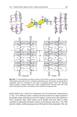 amide bonds in an a helix has consequences for the electrostatic characteristics
(▶ Sect. 15.4). Whereas a helix is made up of amino acids from a single segment of
the peptide, amino acids from at least two sequence sections must come together to
form a b-pleated sheet. Both strands can be bonded with each other in either
a parallel or antiparallel orientation relative to the polymer chain (Fig. 14.4). This
network exhibits a different progression of H-bonds for both orientations. The side
H
H
H
H
H H
H
H
H
H
H
H
H H H
H
H
H
H
H
H
N
O
R
C
N
O
R
C
N O
R
C
N
O
R
C N
O
R
C
N
O
R
C
N
O
R C
C
C
C
C
C
C
C
C
C
O
O
O
O
R
R
R
N
N
N
C
C
C
C
N
Antiparallel
H
H
H
H
H
H H
H
H
H H
H
H
H H
H
H
H
H
H
H
C
N
O
R
C
N
O
R
C
N
O
R
C
N
O
R
C
N
O
R
C
N
O
R
C
N
O
R C
C
C
C
C
C
C
C
C
C
O
O
O
O
R
R
R
N N
N
N
C
C
C
C
Parallel
7 Å
R
R
R
R
R
R
R
R
Fig. 14.4 A second important secondary structure, the b strand is composed of multiple sections
of the polymer chain that exist in a stretched conformation (top). The strands can run parallel or
antiparallel. They are crosslinked to each other via hydrogen bonds (violet). The sheet-like
structure displays a zigzag wrinkle and is called a b-pleated sheet. The side chains (R) of the
amino acids point away from, and alternate above and below the pleated sheet.
14.2 Proteins Fold in Space to Form a Helices and b Strands 295
 