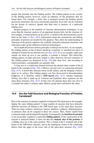 groups that protrude into the binding pocket. The folding pattern in the vicinity
of the binding pocket, however, exerts an influence on the properties that are
found there. For example, a helix that is arranged toward the binding pocket
decisively determines the local electrostatic potential. Even this can be exploited
for the design of selective ligands that bind only to proteins of a particular
folding class.
Despite progress in the methods of structure determination techniques, it can
occur that the structure analysis of an important protein fails, but the structure of,
for example, a related protein can be solved. A model of the desired protein can be
built on this basis (▶ Sect. 20.5). Information about the construction and folding
principles of proteins are needed for this purpose. They allow the understanding of
what part of the protein stabilizes the scaffold, what parts determine functions, and
what parts make up the differences between homologues.
An in-depth discussion of these principles would go too far here. As an example,
the folding pattern of the b barrel should be examined. A stretched-out sheet of
multiple b strands has an internal twist (cf. Fig. 14.5). If, as an example, eight such
strands are lined up next to one another, a cylinder is formed. This barrel-like
folding pattern of eight and more strands is often observed. Several variations of
this folding pattern are displayed in Fig. 14.8 that show how, and according to
which principles, a polypeptide can spatially fold.
A loop acts as a connecting element between the pleated sheet strands of the b
barrel in the example in Fig. 14.8. a Helices can also serve as connecting elements
(Fig. 14.7). A barrel-like structure forms on the surface, and the bridging a helices
align on its surface. This folding pattern was first discovered in triosephosphate
isomerase. It is therefore called a TIM barrel (Fig. 14.7). Another important
folding class that is made up of a-helical and b-pleated sheet segments are the
open-sheet structures (Fig. 14.7). In this class the pleated sheet does not close to
a cylinder but rather it remains open. Helices group above and below the sheet.
14.4 Are the Fold Structure and Biological Function of Proteins
Correlated?
How is the structure of a protein coupled to its function? Do all proteases, for example,
display the same folding pattern? A large number of enzymes that have distinctly
different functions all belong to the TIM barrel type, or the open-sheet structure.
There are many oxidases, isomerases, kinases, aldolases, synthases, dehydrogenases,
or proteases that can be assigned to these two classes. Here, Nature started from
a common origin and developed divergently. Consequently, the function of a protein
is not necessarily coupled to a particular folding pattern. If the construction of the
enzyme is analyzed further, it turns out that the catalytic sites of the proteins of
a folding class are at the same position. This is found at the C terminal end of the
barrel in the TIM-barrel structure, and at the topological switch of the connecting
helices from the upper to the lower side of the open-sheet structure (Fig. 14.9).
14.4 Are the Fold Structure and Biological Function of Proteins Correlated? 299
 