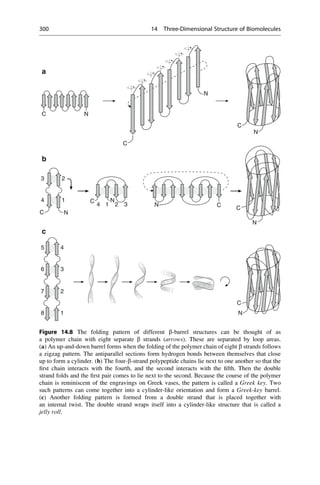 C
N
C
C
N
4 1 2 3
4 1
2
3
2
8 1
7
6 3
4
5
N
C
C
N
N
C
N
C N
C N
a
b
c
Figure 14.8 The folding pattern of different b-barrel structures can be thought of as
a polymer chain with eight separate b strands (arrows). These are separated by loop areas.
(a) An up-and-down barrel forms when the folding of the polymer chain of eight b strands follows
a zigzag pattern. The antiparallel sections form hydrogen bonds between themselves that close
up to form a cylinder. (b) The four-b-strand polypeptide chains lie next to one another so that the
first chain interacts with the fourth, and the second interacts with the fifth. Then the double
strand folds and the first pair comes to lie next to the second. Because the course of the polymer
chain is reminiscent of the engravings on Greek vases, the pattern is called a Greek key. Two
such patterns can come together into a cylinder-like orientation and form a Greek-key barrel.
(c) Another folding pattern is formed from a double strand that is placed together with
an internal twist. The double strand wraps itself into a cylinder-like structure that is called a
jelly roll.
300 14 Three-Dimensional Structure of Biomolecules
 